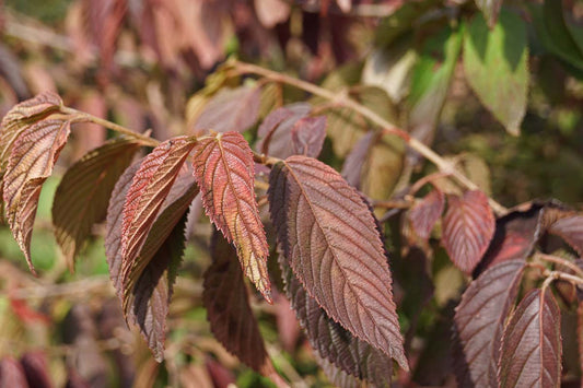 Viburnum plicatum 'Lanarth' Tuinplanten