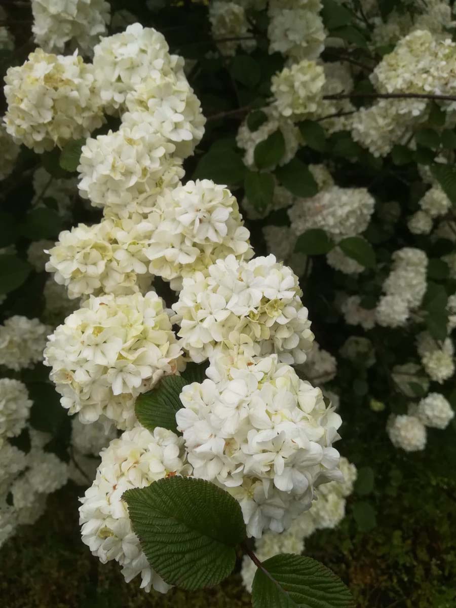Viburnum plicatum 'Grandiflorum' bloem