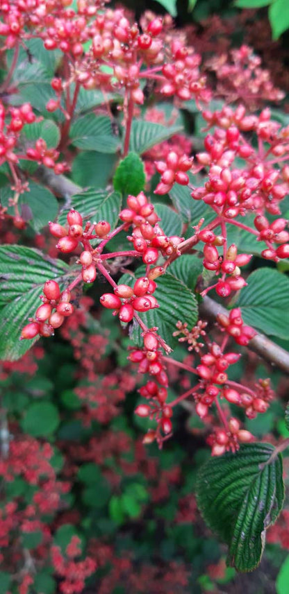Viburnum plicatum 'Rowallane' bes