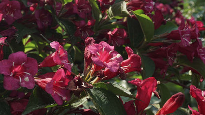 Weigela 'Bristol Ruby' meerstammig / struik