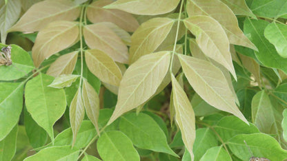 Wisteria sinensis 'Prolific' meerstammig / struik