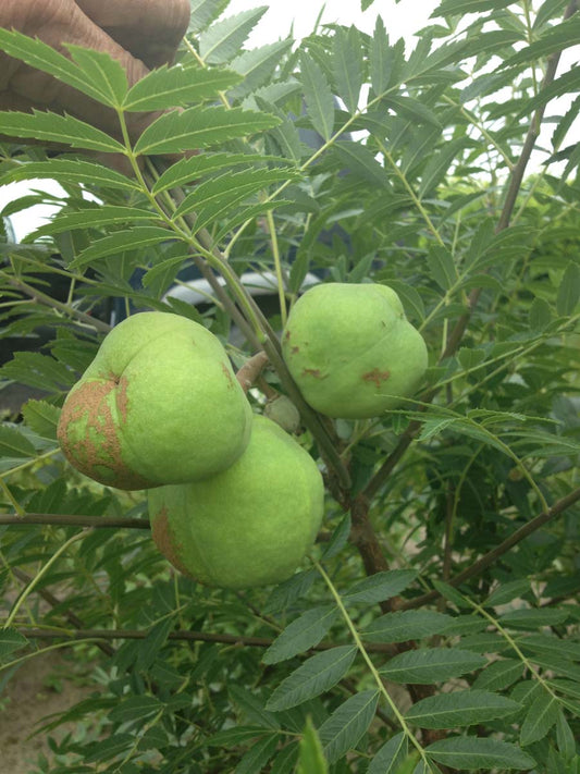 Xanthoceras sorbifolium Tuinplanten