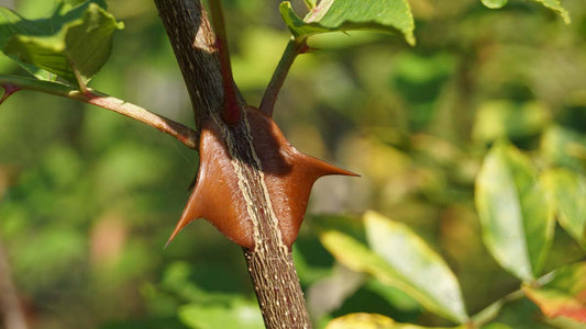 Zanthoxylum simulans solitair doorn