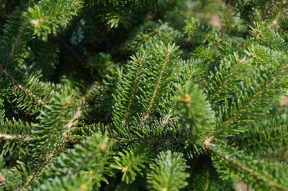 Abies fraseri op stam