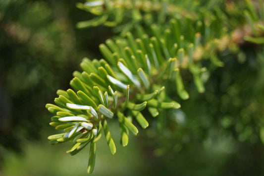 Abies koreana haagplant