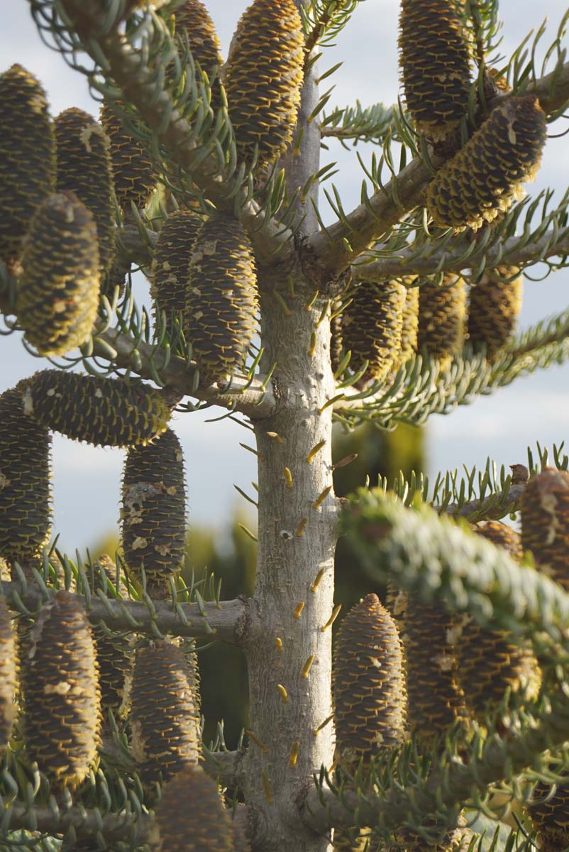 Abies koreana 'Silberlocke' Tuinplanten