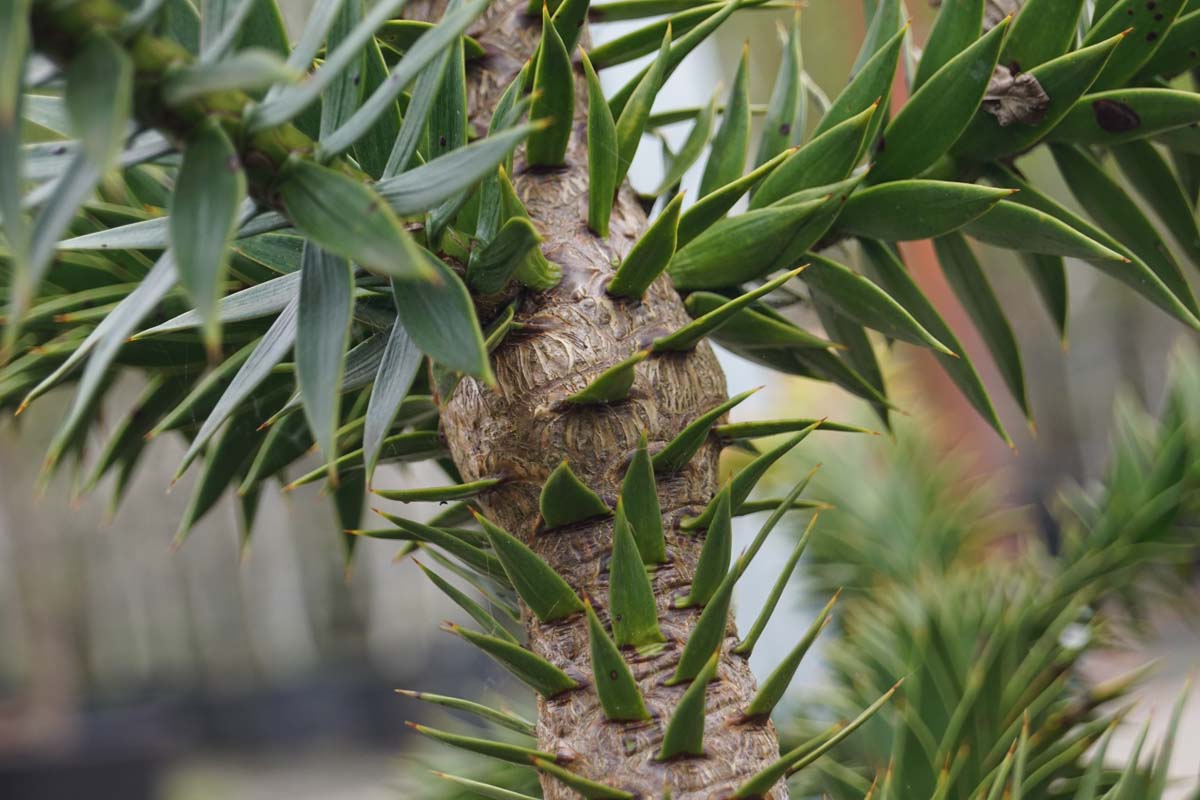Araucaria araucana Tuinplanten stam