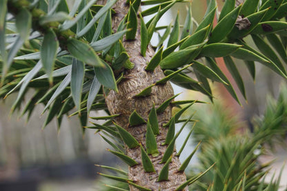Araucaria araucana Tuinplanten stam