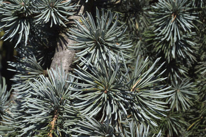 Cedrus atlantica 'Glauca Pendula' Tuinplanten