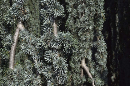 Cedrus atlantica 'Glauca Pendula' solitair