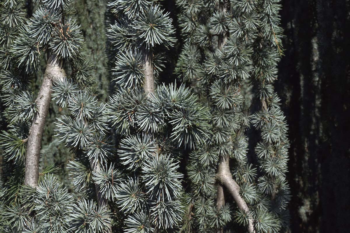 Cedrus atlantica 'Glauca Pendula' Tuinplanten