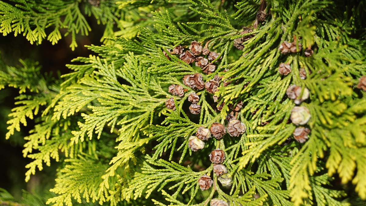 Chamaecyparis lawsoniana 'Ivonne' Tuinplanten kegel