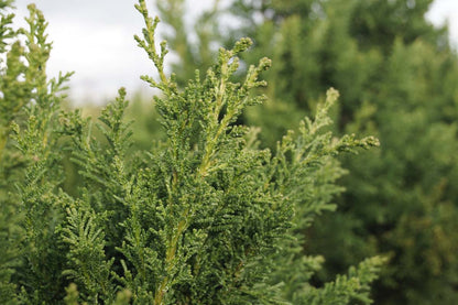 Chamaecyparis obtusa 'Drath' Tuinplanten
