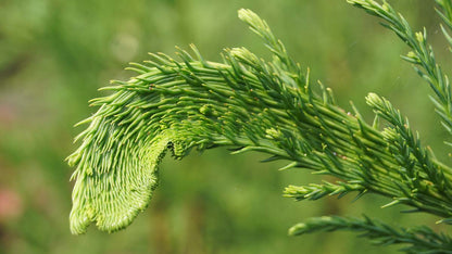 Cryptomeria japonica 'Cristata' solitair naald