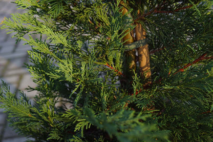 Cupressocyparis leylandii solitair stam