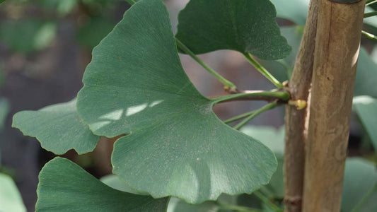 Ginkgo biloba 'Tremonia' Tuinplanten
