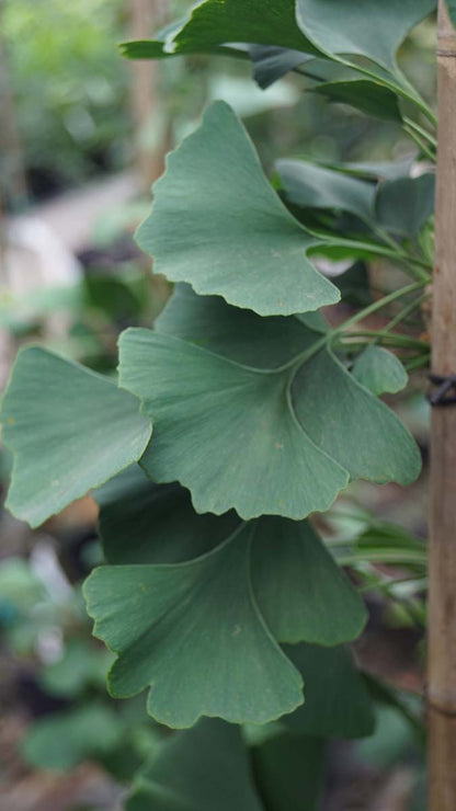 Ginkgo biloba 'Tremonia' Tuinplanten