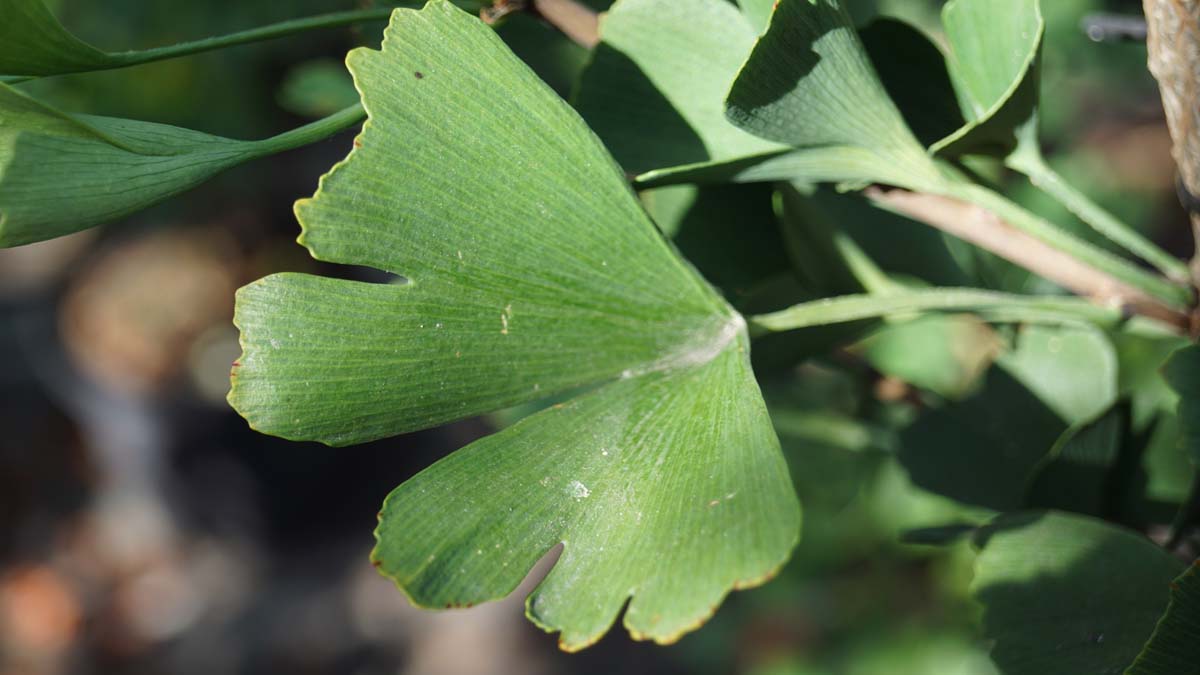 Ginkgo biloba 'Tubifolia' op stam