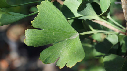 Ginkgo biloba 'Tubifolia' op stam