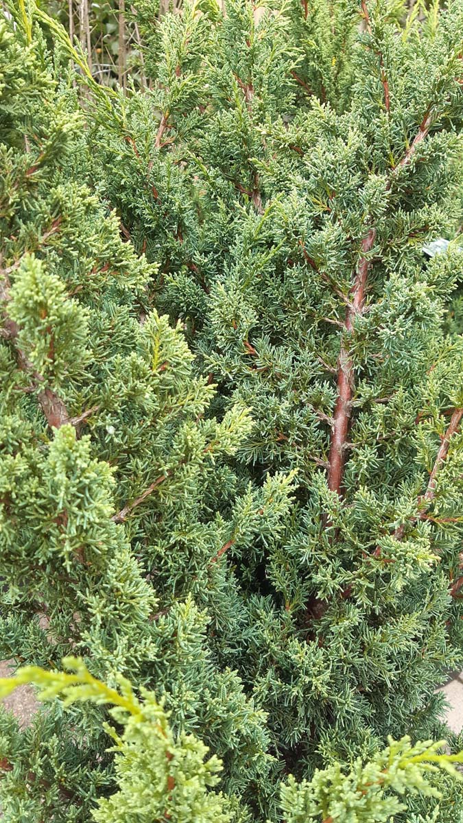 Juniperus chinensis 'Blaauw'