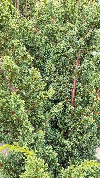 Juniperus chinensis 'Blaauw'