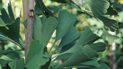 Ginkgo biloba 'Autumn Gold' Tuinplanten
