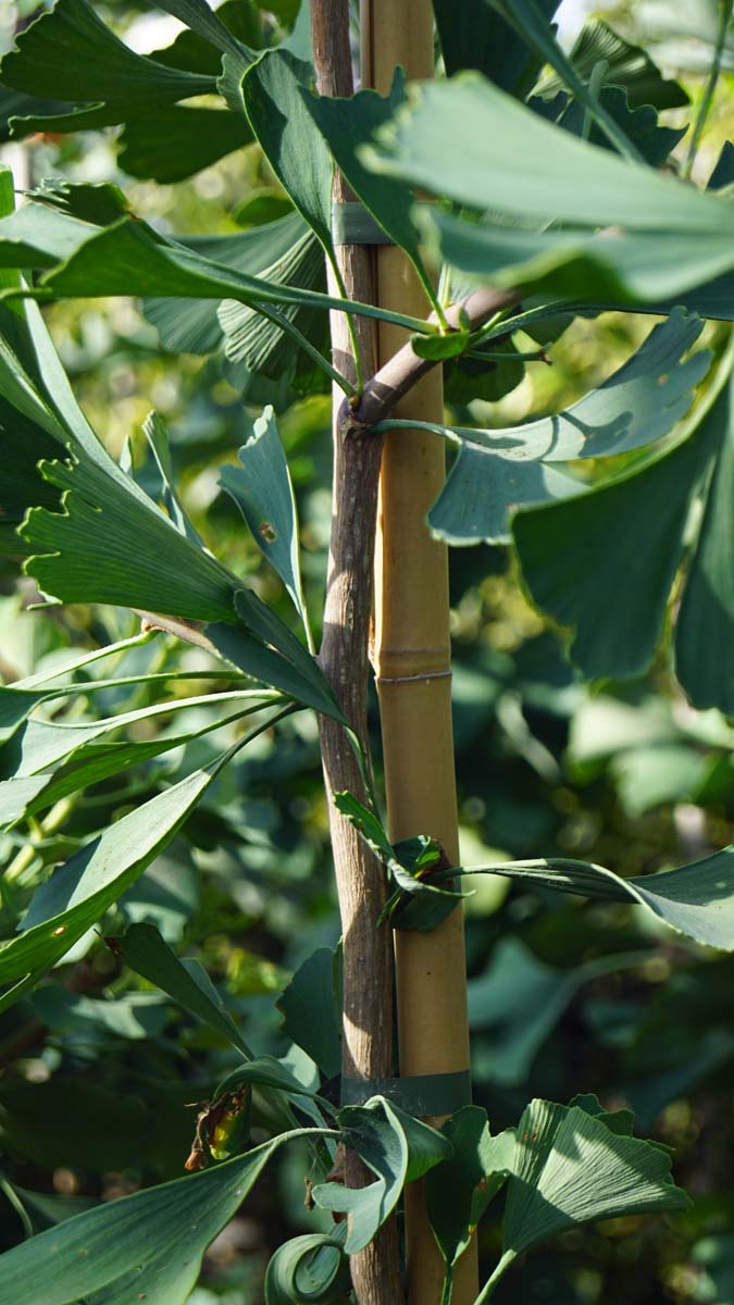 Ginkgo biloba 'Autumn Gold' Tuinplanten