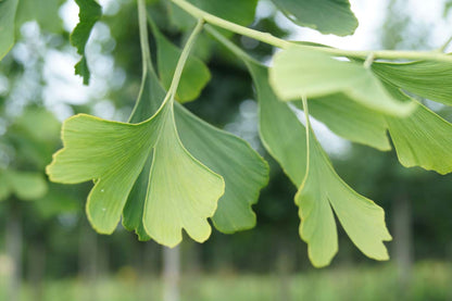 Ginkgo biloba 'Horizontalis' op stam