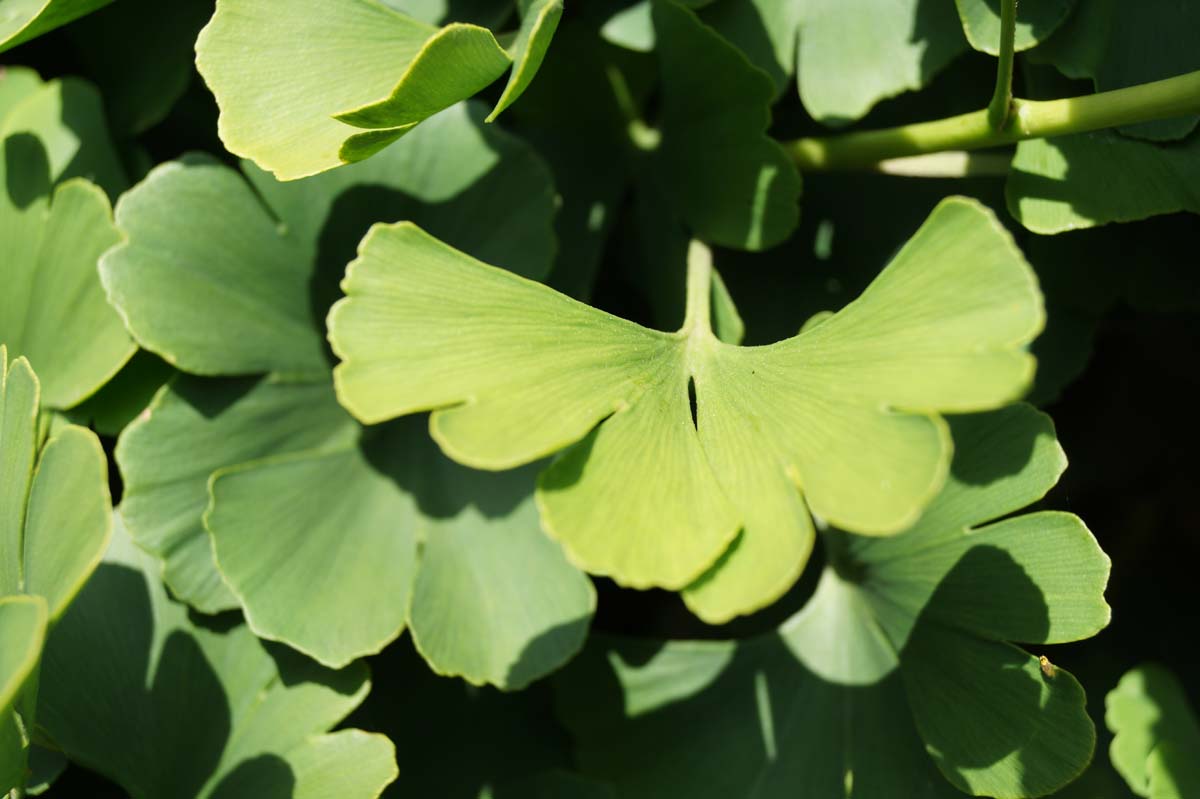 Ginkgo biloba 'Santa Cruz' meerstammig / struik