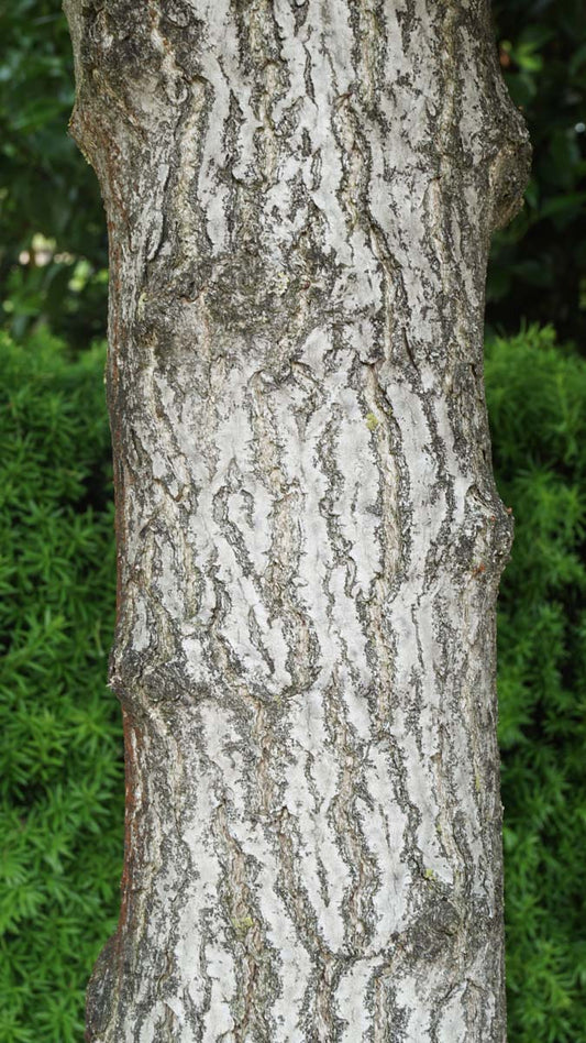 Ginkgo biloba 'Tit' Tuinplanten
