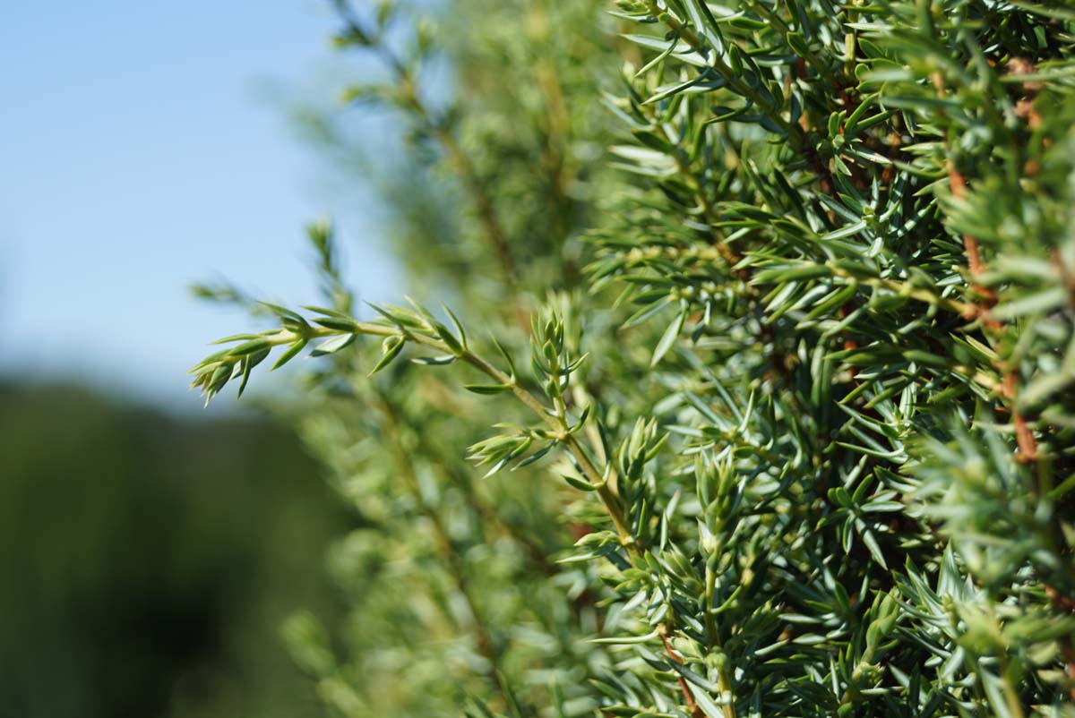 Juniperus communis 'Sentinel'