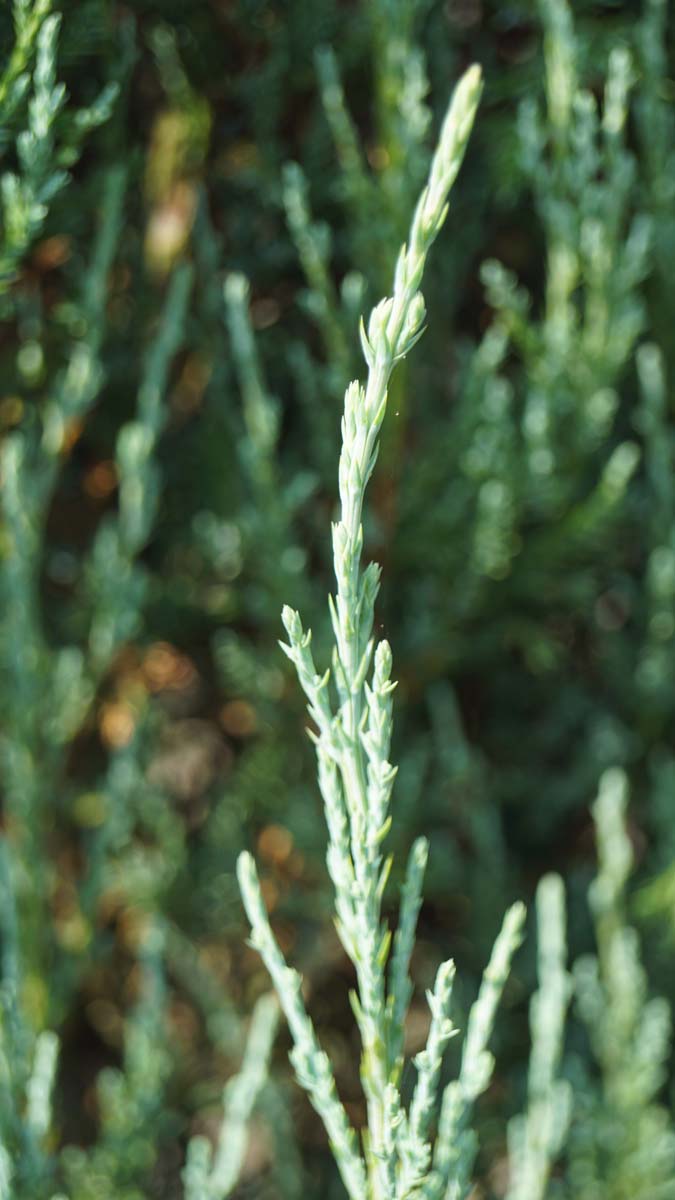 Juniperus scopulorum 'Blue Arrow' Tuinplanten naald