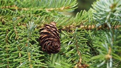 Picea omorika haagplant
