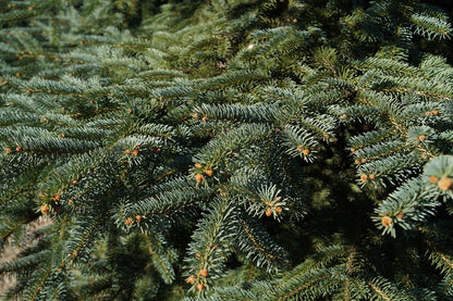 Picea pungens Tuinplanten naald