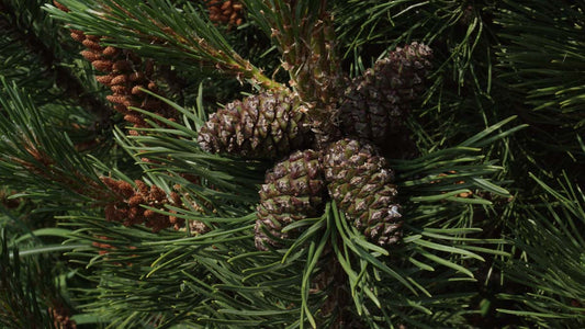 Pinus mugo mugo meerstammig / struik