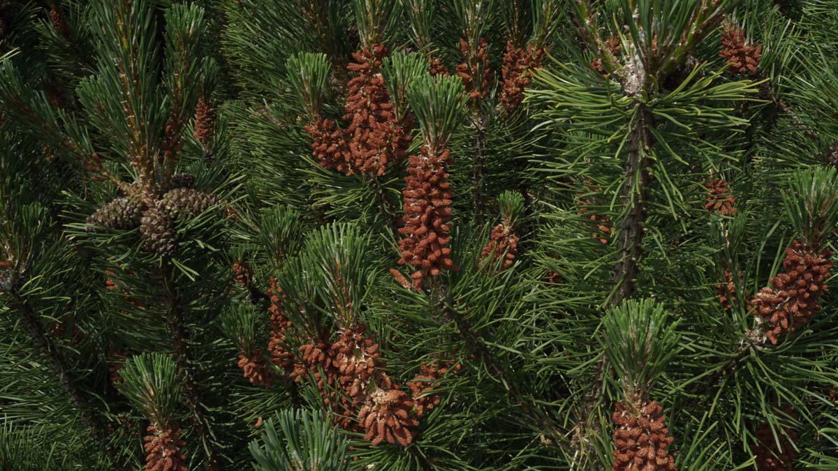 Pinus mugo mugo meerstammig / struik