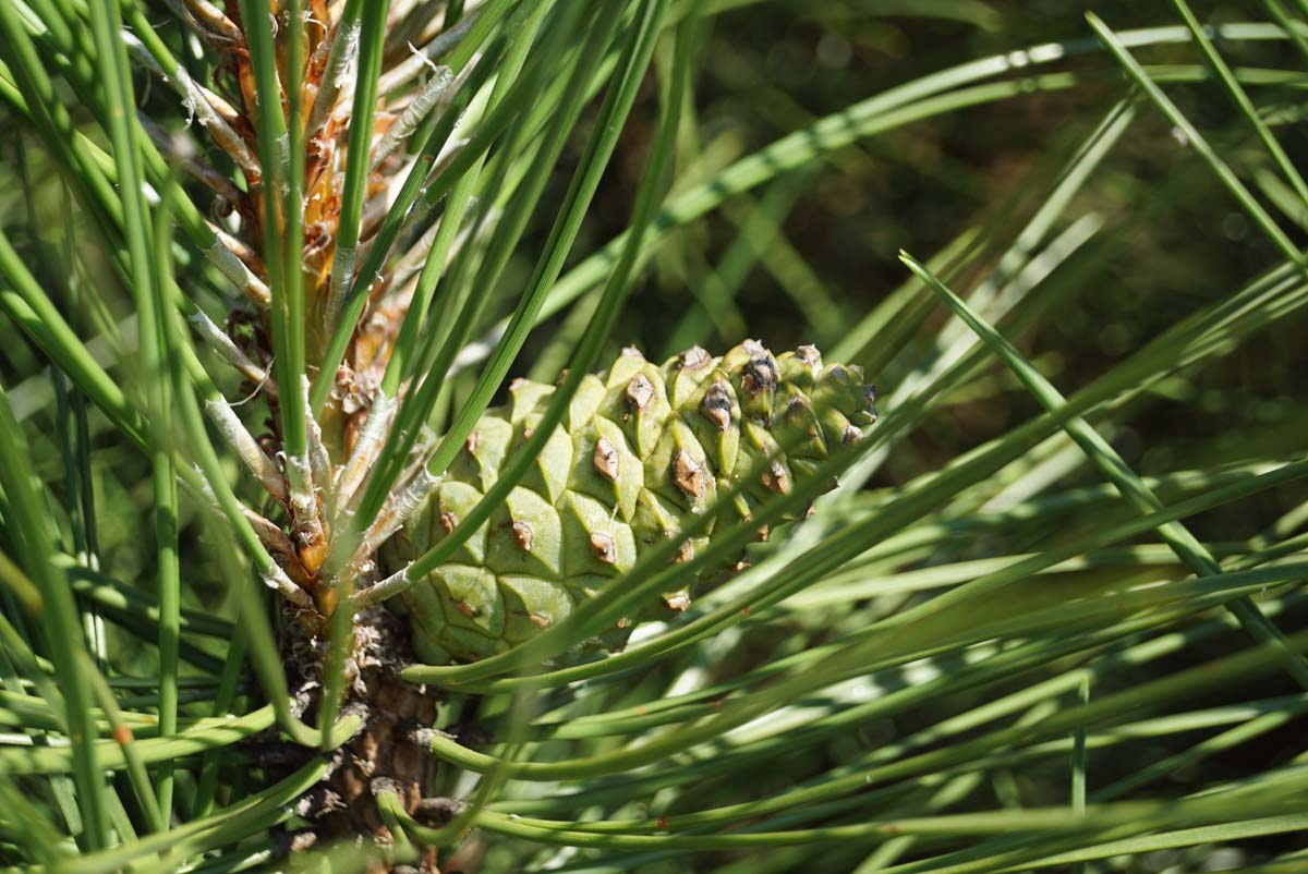Pinus nigra 'Pyramidalis' Tuinplanten kegel