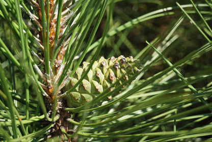 Pinus nigra 'Pyramidalis' Tuinplanten kegel