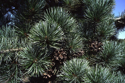 Pinus parviflora 'Glauca' meerstammig / struik naald