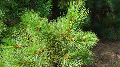 Pinus peuce Tuinplanten