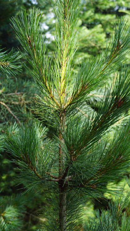 Pinus peuce Tuinplanten