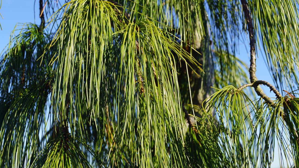 Pinus strobus 'Pendula'