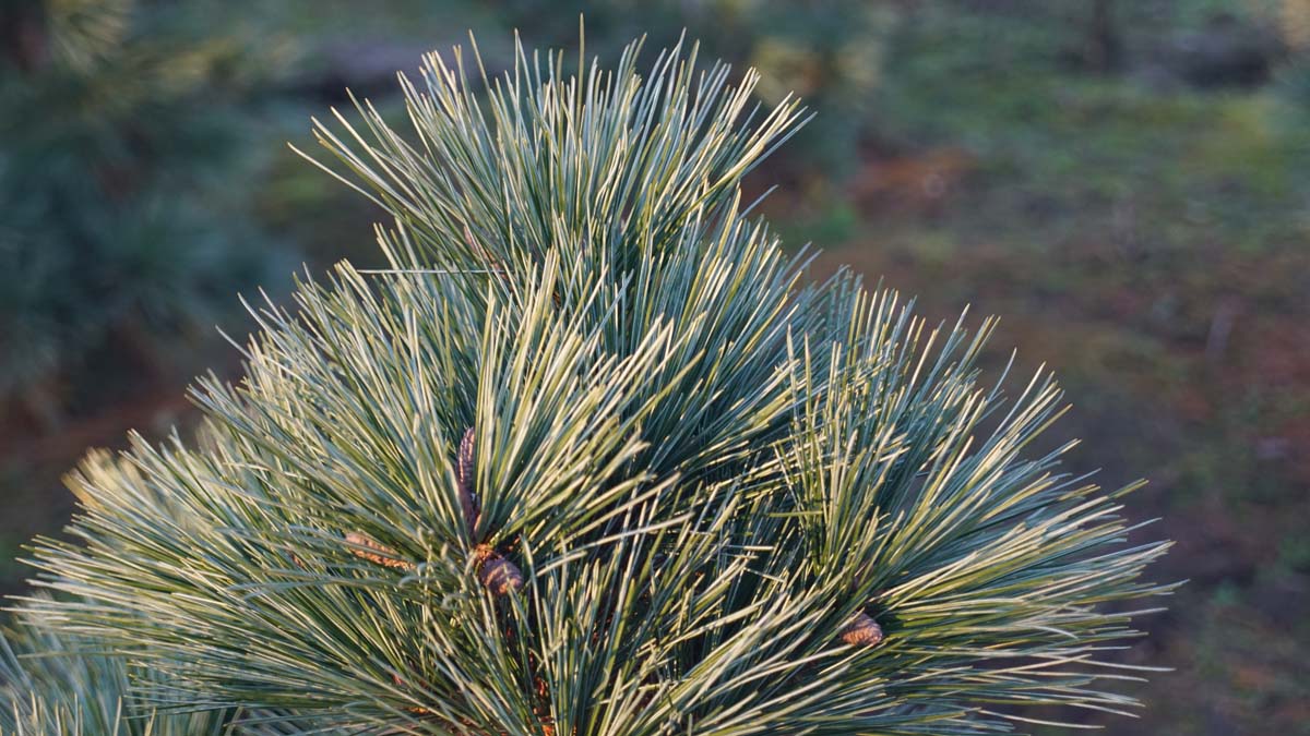 Pinus strobus 'Radiata' naald