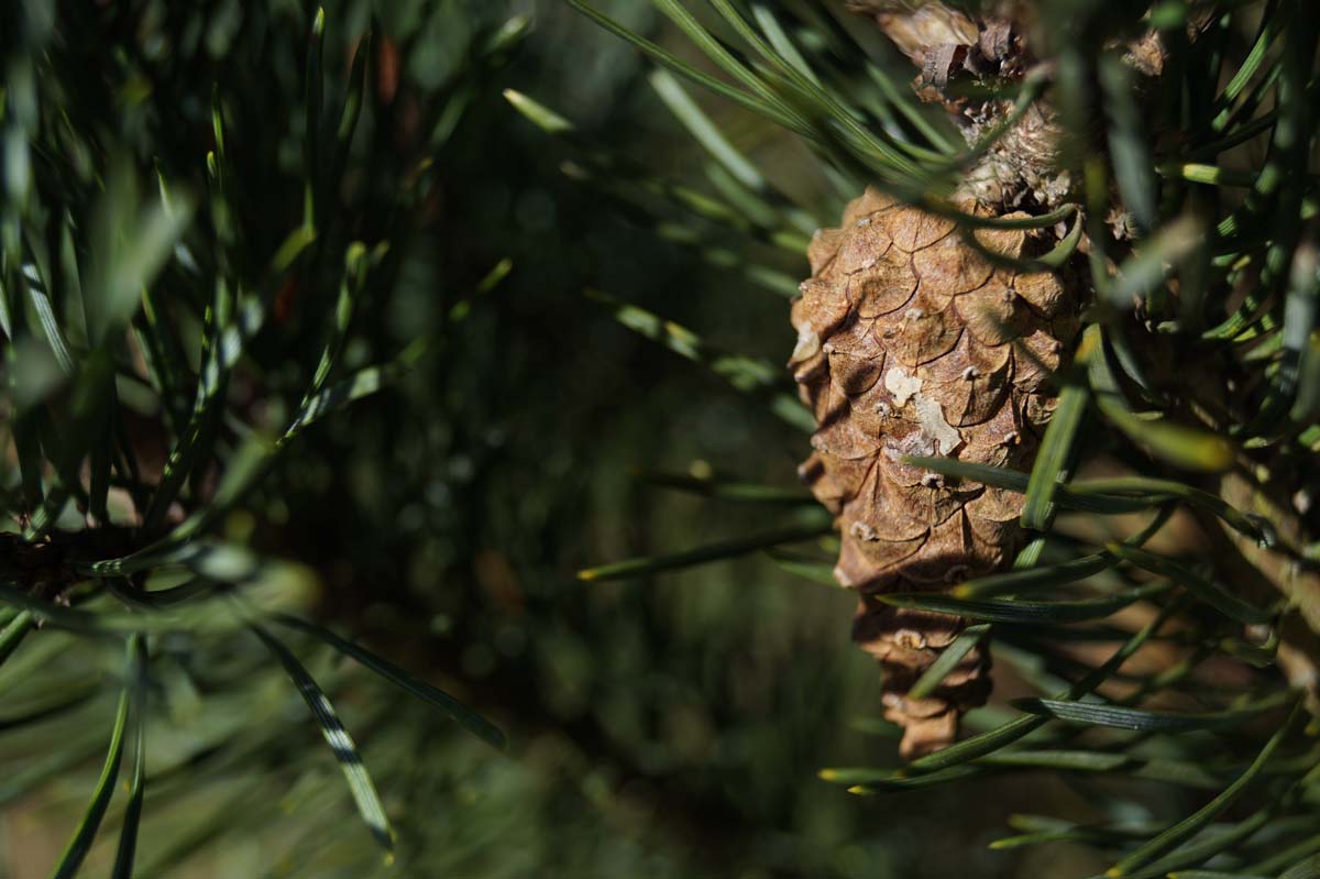 Pinus sylvestris 'Watereri' op stam kegel