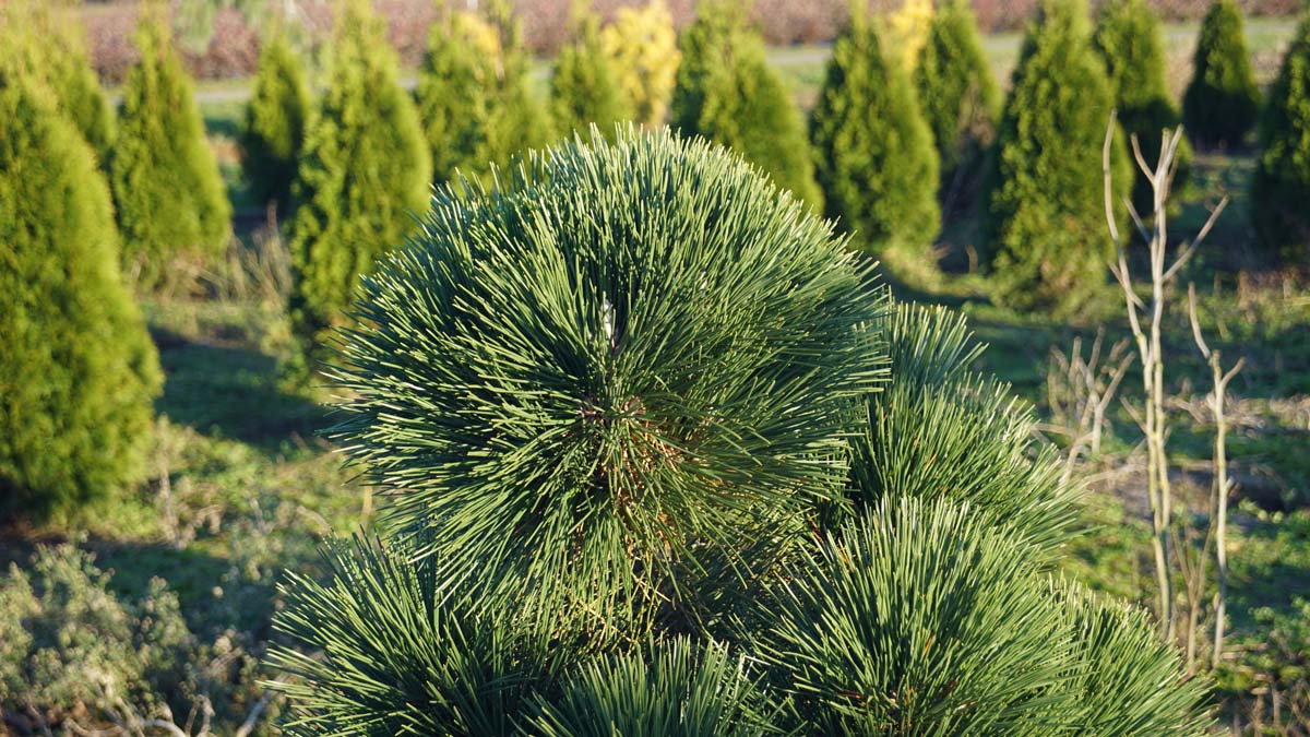 Pinus thunbergii 'Thunderhead' naald