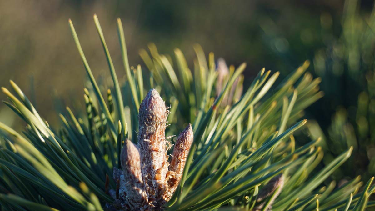 Pinus mugo uncinata Tuinplanten
