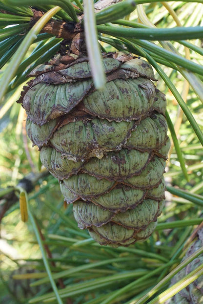 Sciadopitys verticillata Tuinplanten kegel