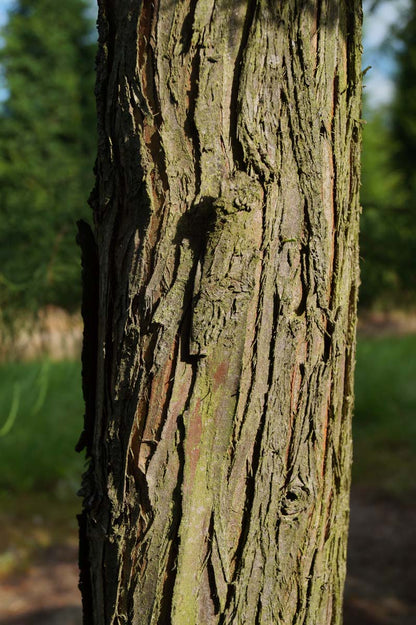 Taxodium distichum 'Nutans' op stam