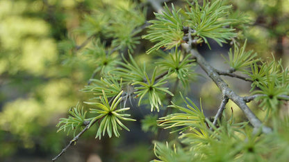 Pseudolarix amabilis Tuinplanten naalden