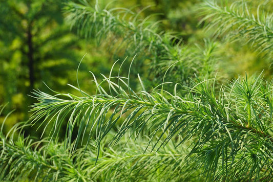 Pseudotsuga menziesii meerstammig / struik